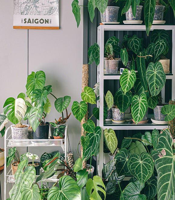 large indoor potted plants for sale Benjamina Ficus main image 0