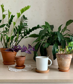Thriving in the Shade: Using Houseplants in Low Light