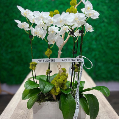White Orchids in a square pot - ART Flowers LA