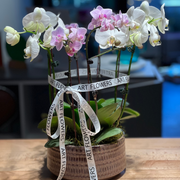 Mixed Color Orchids