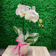 White Orchid