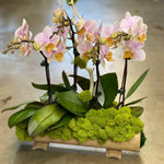 Pink Orchids for You - ART Flowers LA