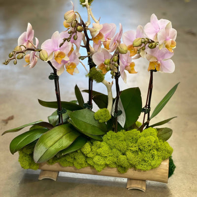 Pink Orchids for You - ART Flowers LA