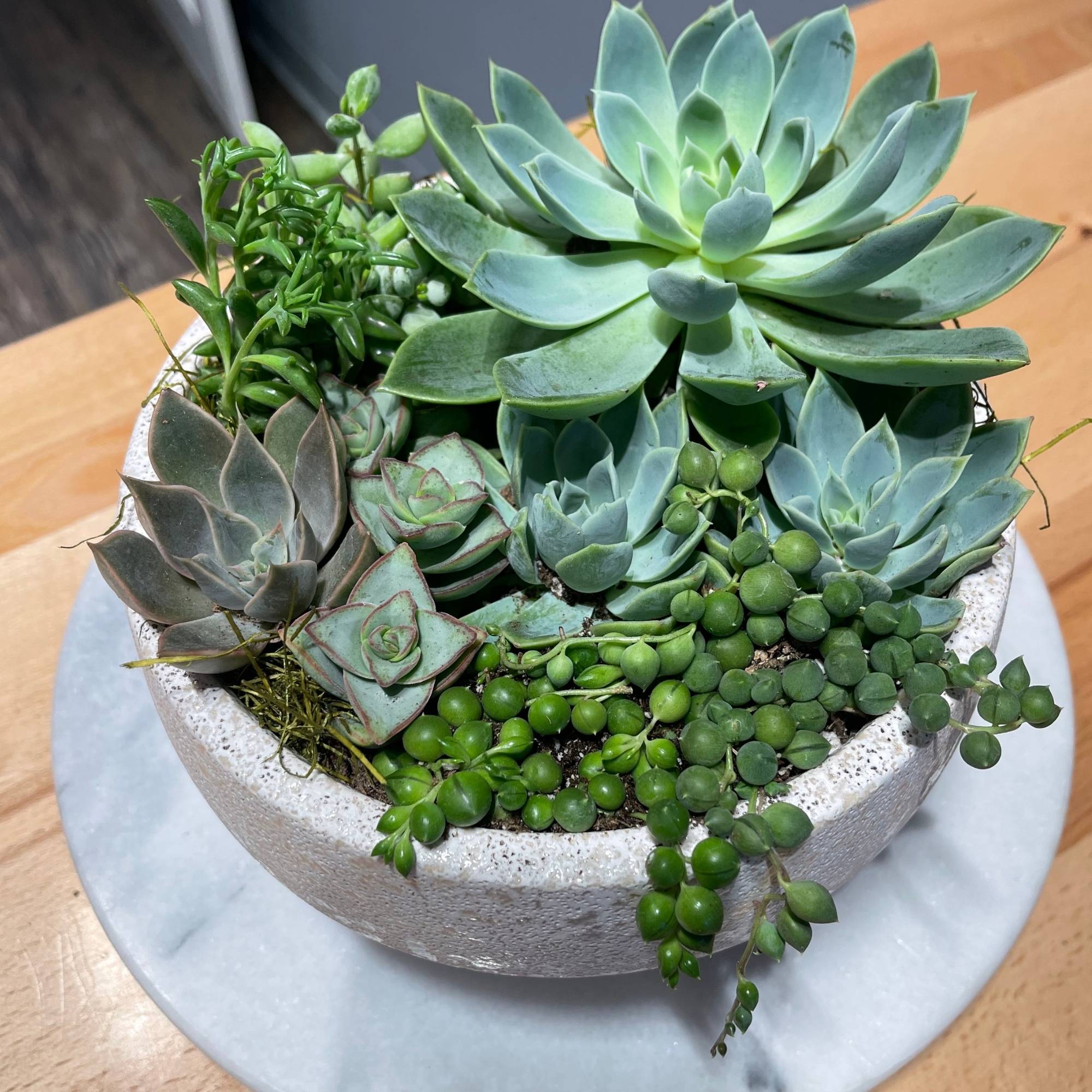 succulents for sale los angeles Succulents