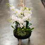 White Orchids in a pot - ART Flowers LA