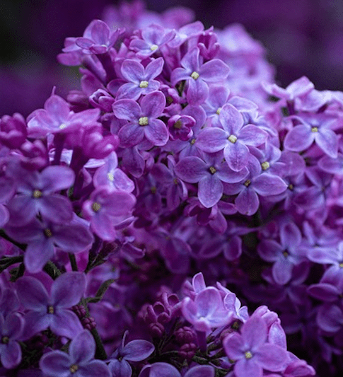 10 of the Most Rare Flowers in the World