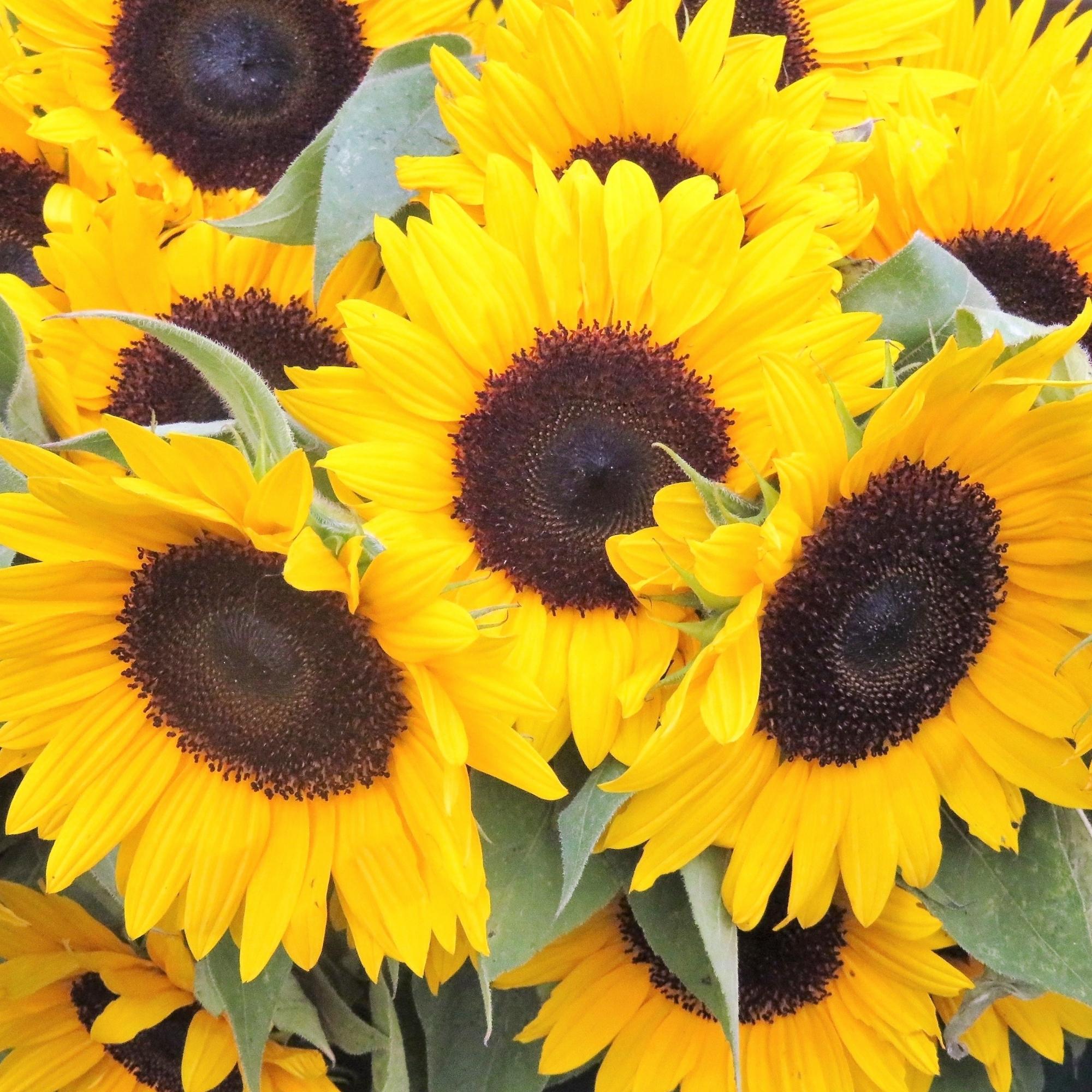 Interesting Facts about Sunflowers – ART Flowers LA