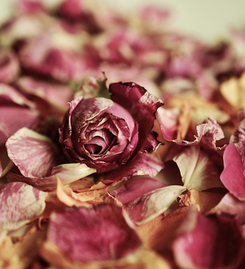 What to Do With Dried Roses: A Complete Guide