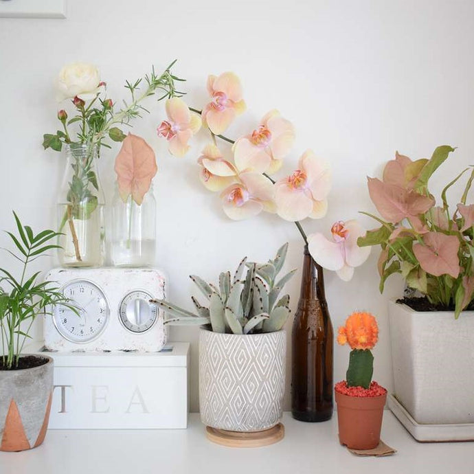 Flowering Indoor Plants Guide