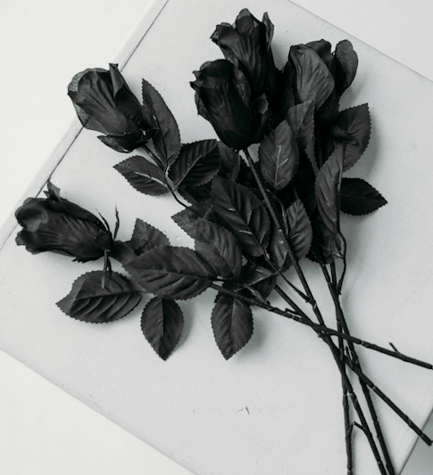 A Dark Bloom of Love: The Unexpected Meaning of a Black Rose in Romance