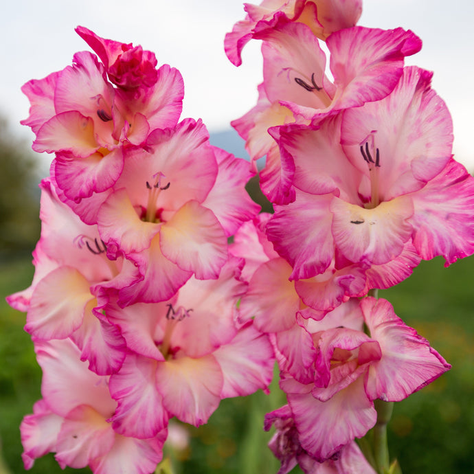 August Birthday Flowers and Their Meaning