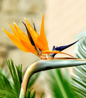 How to Care for a Bird of Paradise Plant?