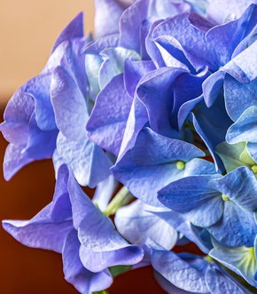 Blue Flowers Names, Meaning, and Types Guide