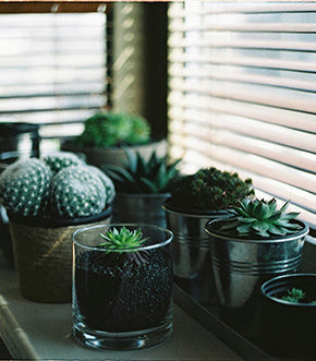 How To Care for Succulent Plants?