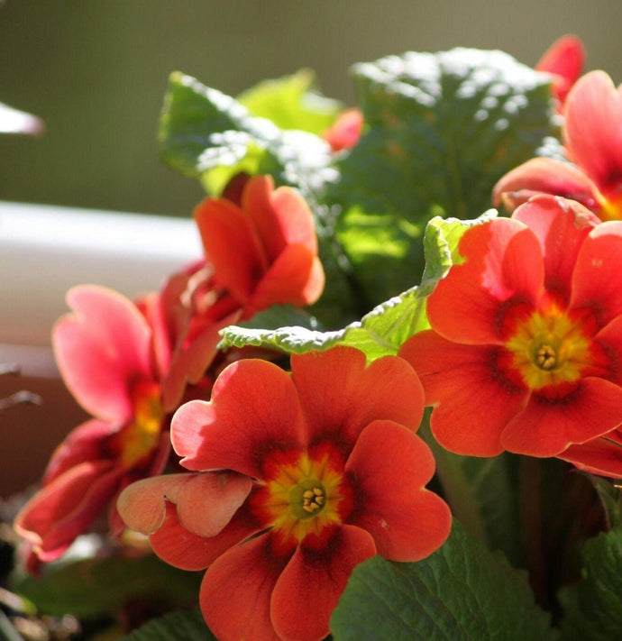 Celebrate February Birthdays with Meaningful Flowers