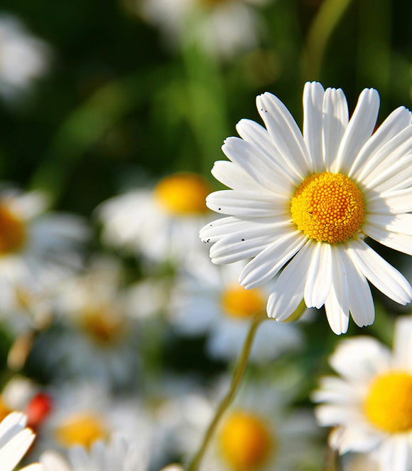 The Daisy Flower: Unveiling Its Symbolism and Meaning