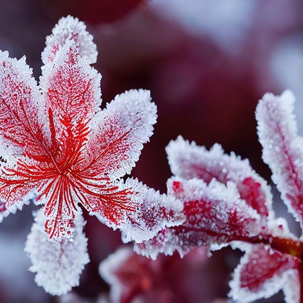 December Birthday Flowers and Their Meanings