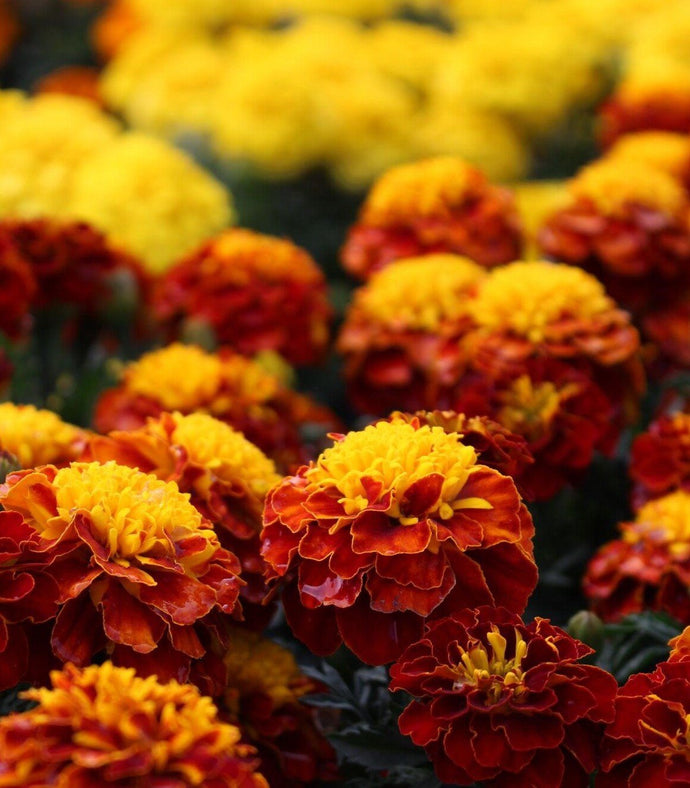 Delving Into The Names And Symbolic Significance Of Orange Flowers