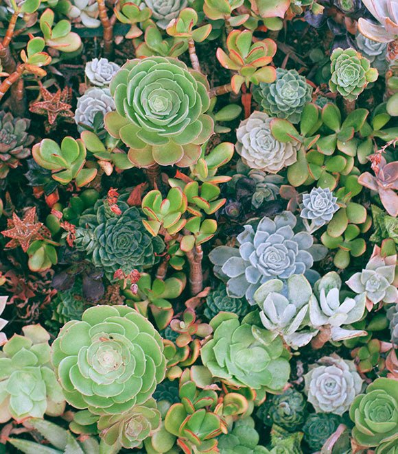 Exploring the Many Types of Flowering Succulent Plants