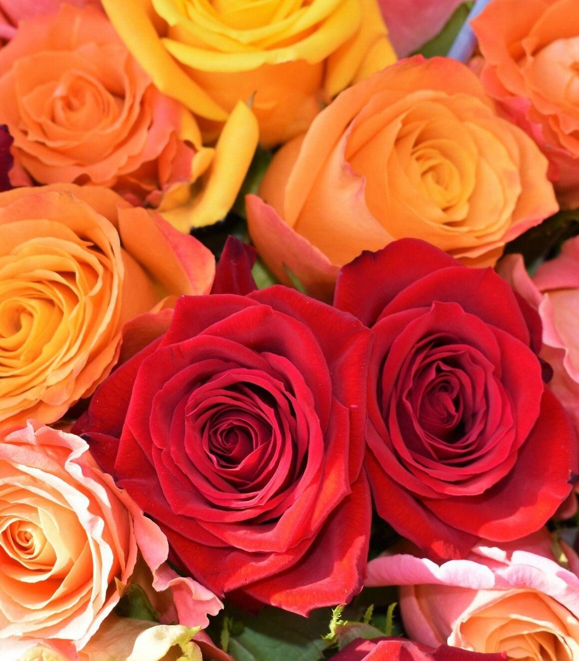 Un Rosa Exploring the Symbolic Meanings Behind Different Rose Flower Colors ...