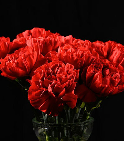 Red carnations in a glass vase