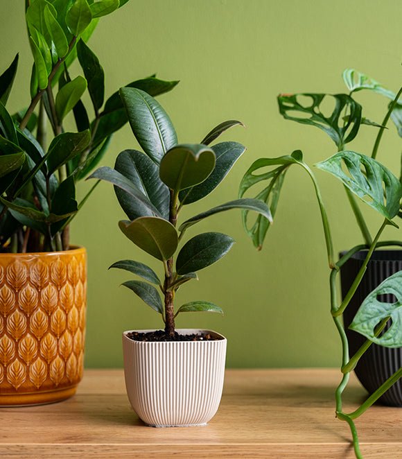 Health Benefits of Having Indoor Plants