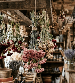 Carnation bouquets hanging upside down to dry