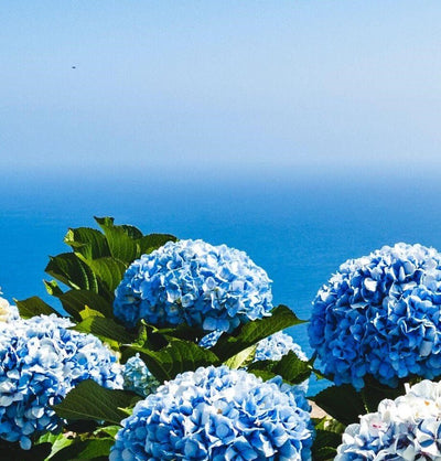 Blue hydrangeas in bloom