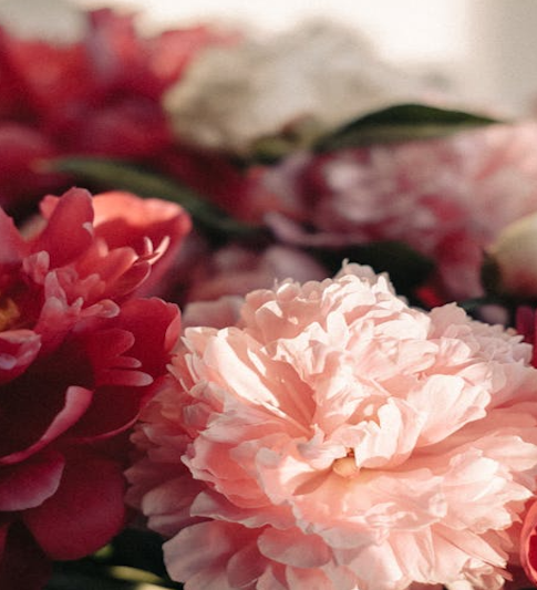 Top 10 Best Smelling Flowers Everyone Should Know
