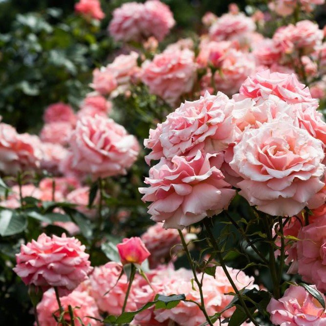 June Birthday Flowers and Their Meaning