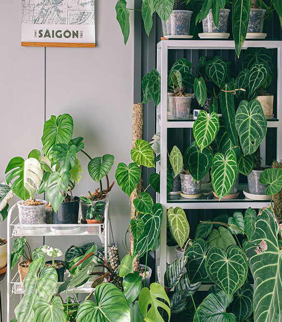 Embracing Nature Indoors: The Allure of Large-Leaved Houseplants