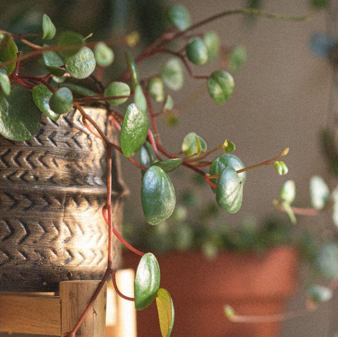 Discover the Best Low-Maintenance Houseplants for Any Home