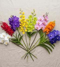 Orchid stems in white, red, purple, yellow, green, pink and orange