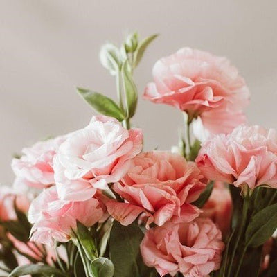 Pink lisianthus flowers