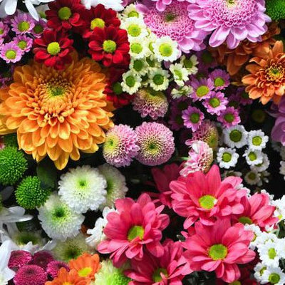 Colorful chrysanthemum flower display