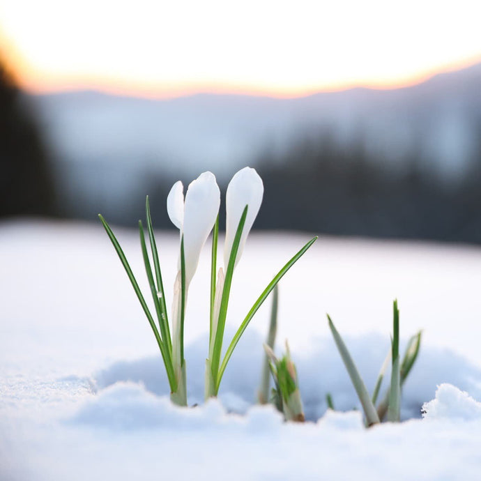 Popular Winter Flowers