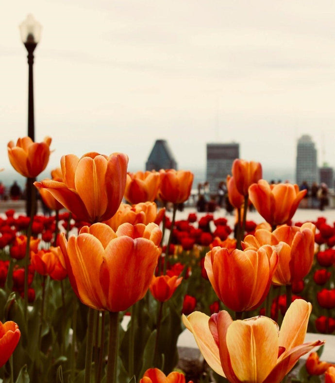 Research the Diverse World of Flower Species and Their Names