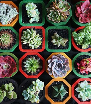 The Best Small Indoor Plants for Every Space