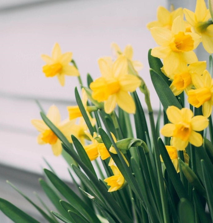 The Names and Symbolism of Yellow Flowers