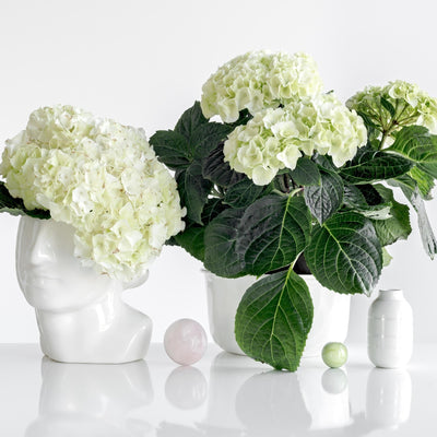 White hydrangeas in vases