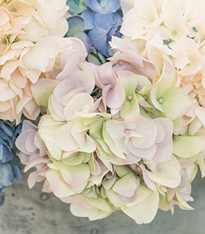 Pastel hydrangea flower heads