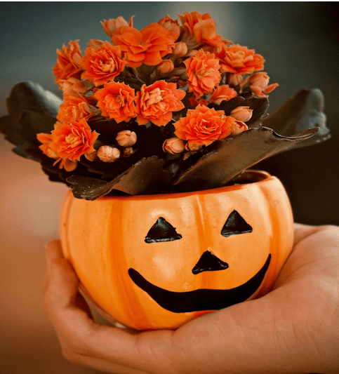 The Ultimate Guide to Halloween Flowers: A Spooky Floral Arrangement Handbook
