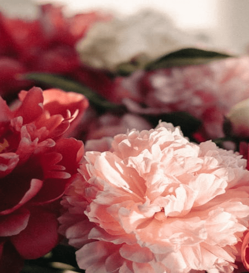 Top 10 Best Smelling Flowers Everyone Should Know