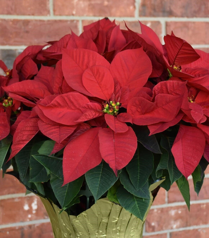 Top 15 Christmas Indoor Plants and Flowers