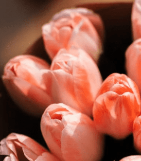 Tulip Wedding Bouquets for Any Season