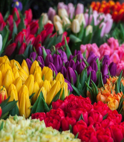 Tulips in yellow, purple, pink, red and white