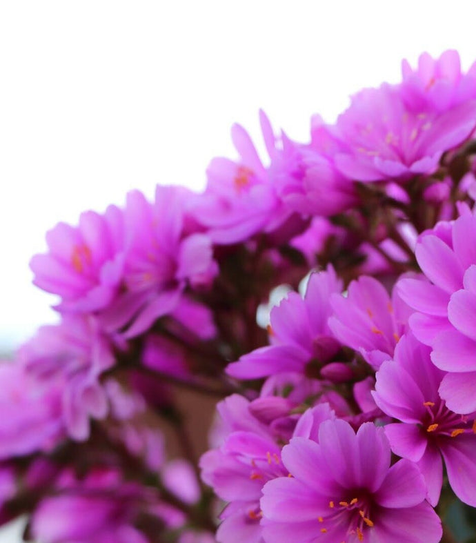 Understanding the Names and Significance of Purple Flowers