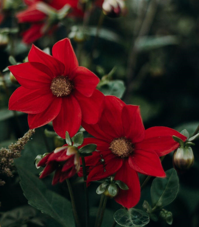 What Do Red Flowers Mean and Symbolize?