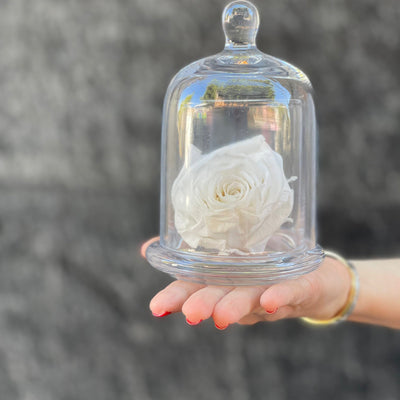 Preserved white rose under a glass dome