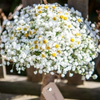 Daisies and Baby Breath Wedding Bouquet